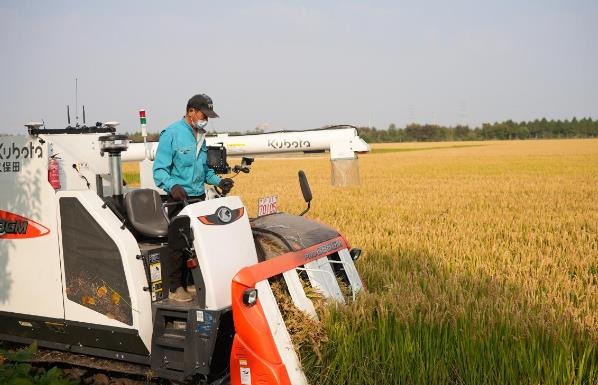 收割富氫水種植水稻現場.jpg 收割富氫水種植水稻現場.jpg